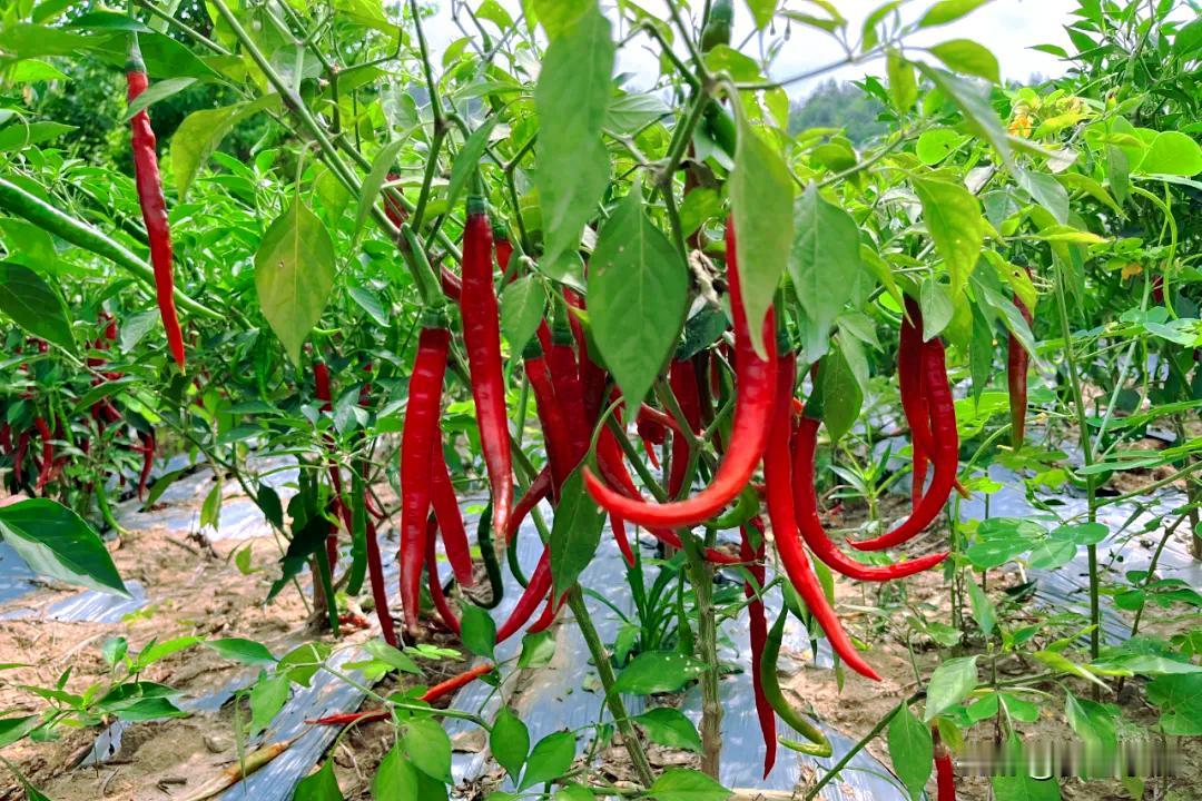 种过辣椒的地块，千万别种这三种菜！很难长旺；这三种栽种之后长势旺盛农村老话