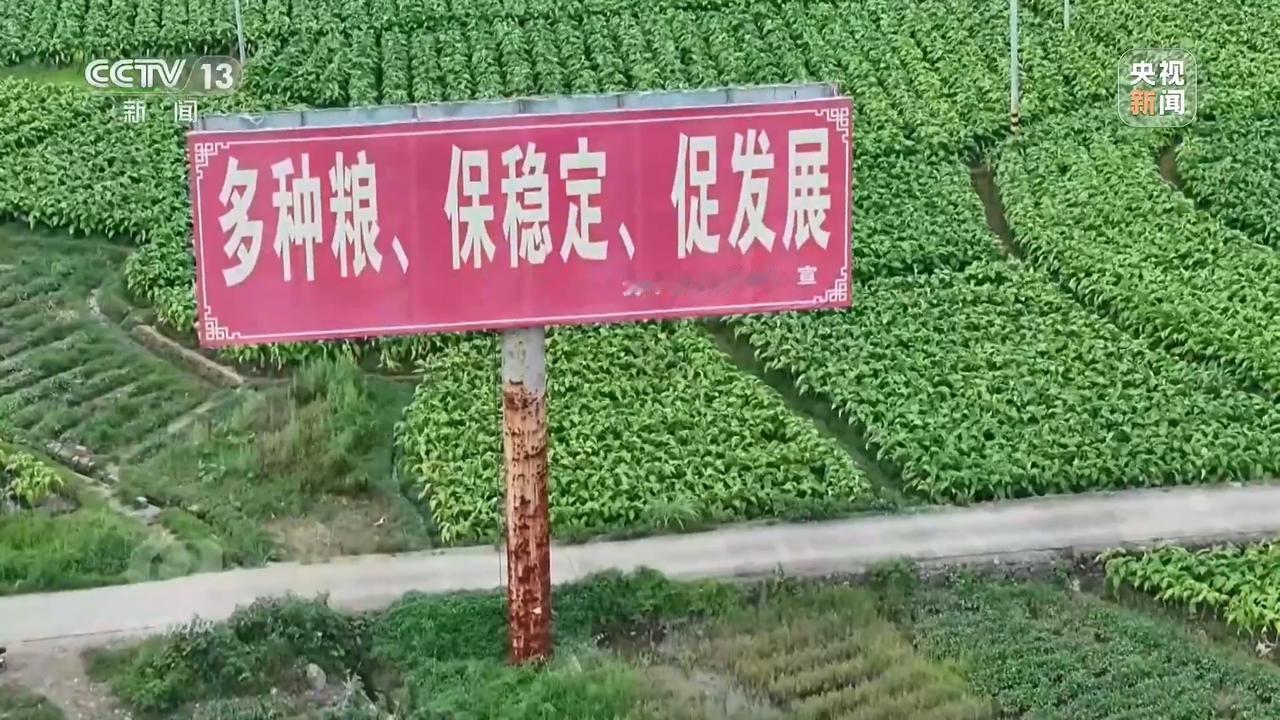 看了下湖南江华纸上种田的荒唐闹剧，本以为是基层官员弄虚作假套取种粮补贴的腐败行为