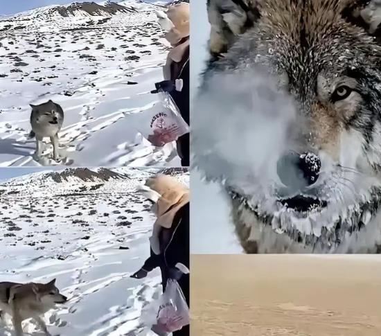 新疆奇台一个牧民十年前喂过一只小狼，临走时随口说了句“老了混不下去就回来，我养你