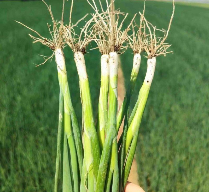 我生于1962年底，我十几岁的时候，有一天中午放学回家，在上房屋里站着正准备吃饭