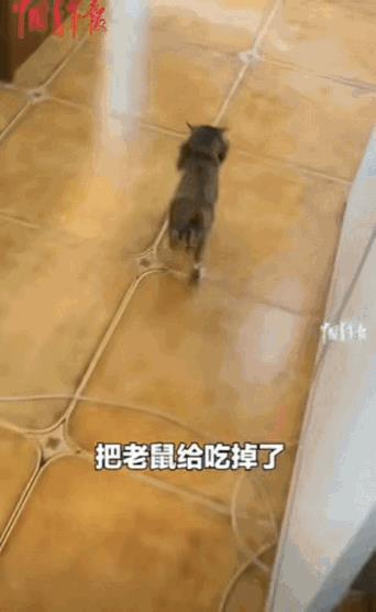 血脉觉醒了！8月19日，湖北，一女子上班时，突然看到一只大老鼠，她吓得立马跑出去