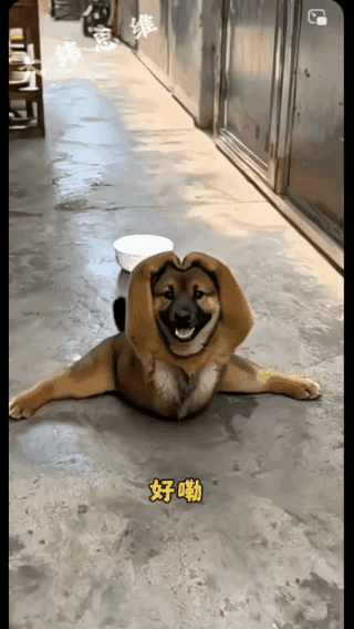 这狗子成精了怕不是主人教什么它就能学什么这智商也是没谁了[鼓掌]