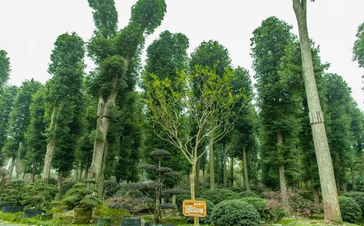 四川一处县城附近的树林中，有一片被称作金丝楠木林的古树群落，其中一株金丝楠木王据