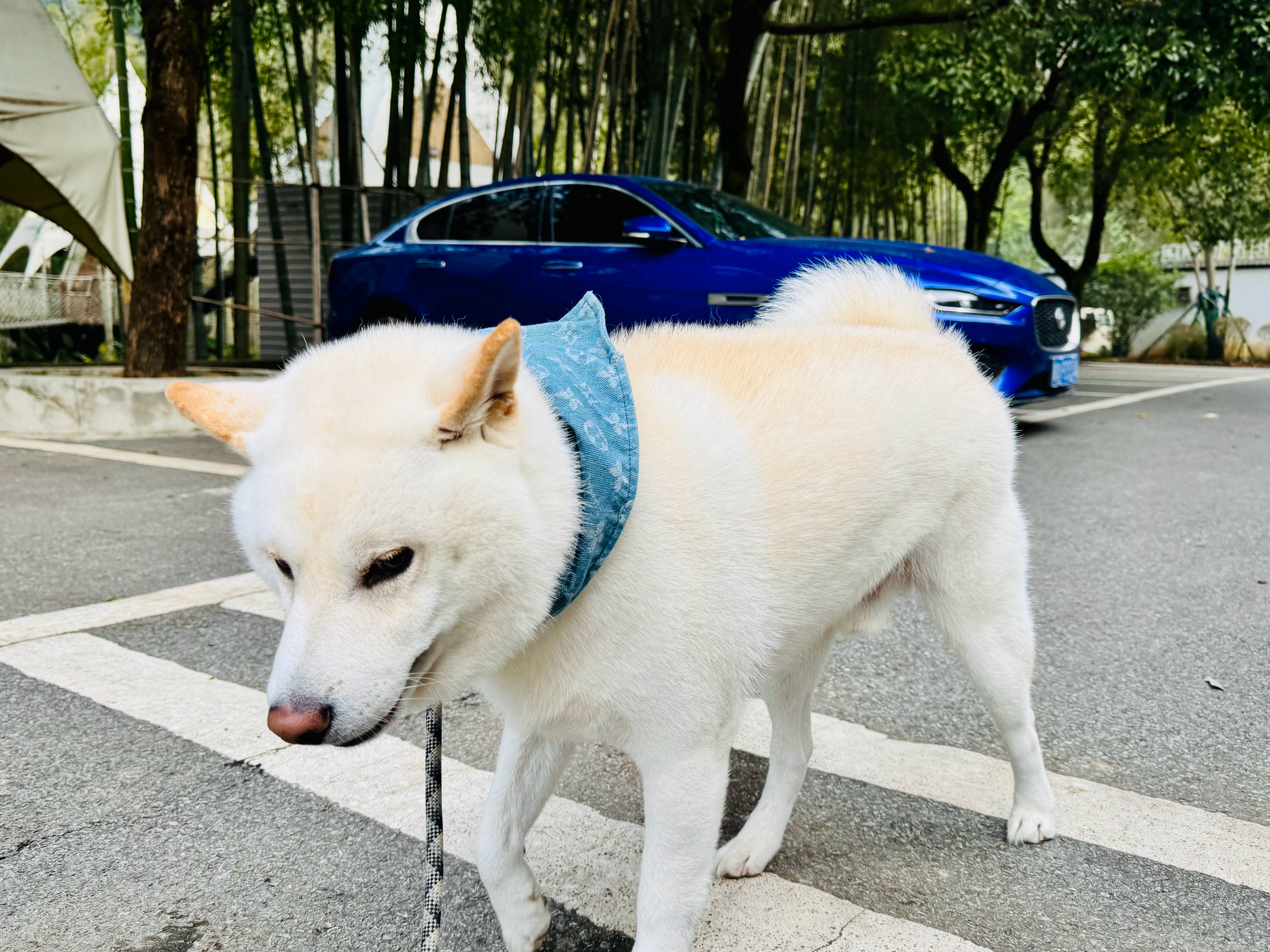 这算不算车模大片[doge][doge][doge]豪车超跑​​​