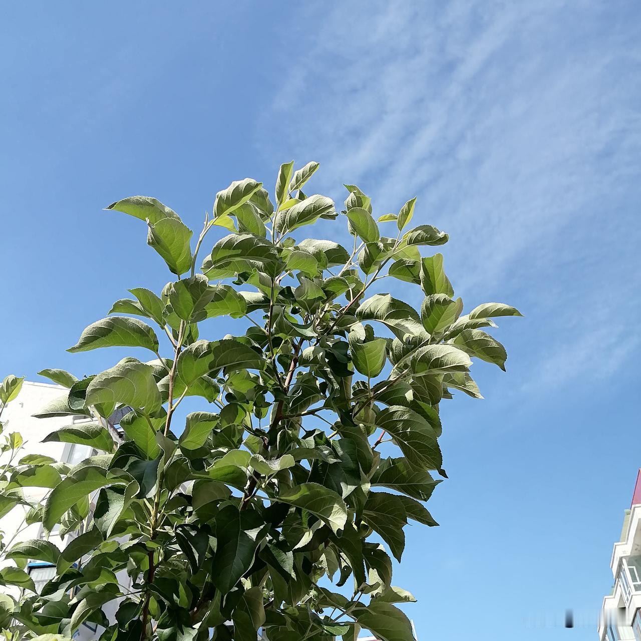 今天退休金到账，1564.43元。今天早晨，我打开电脑，吃着零食，想着什么时