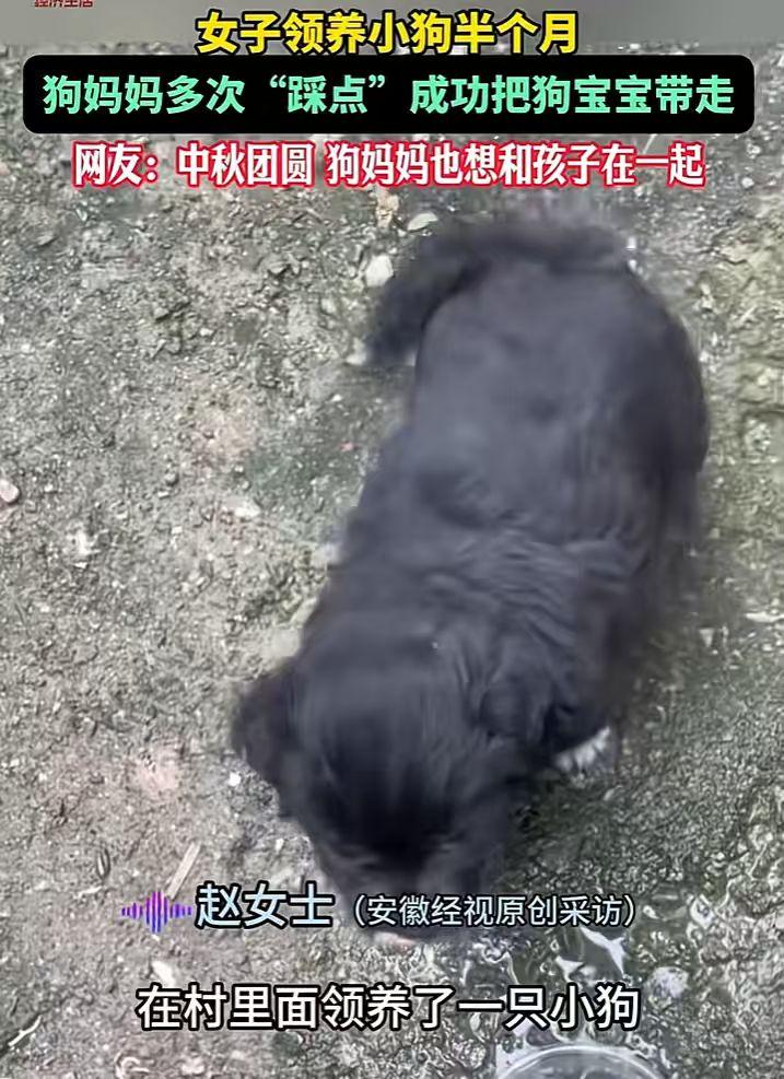 “万物皆有灵！”10月10日，山东菏泽，一女子领养小奶狗半个月，中秋节前狗妈妈竟