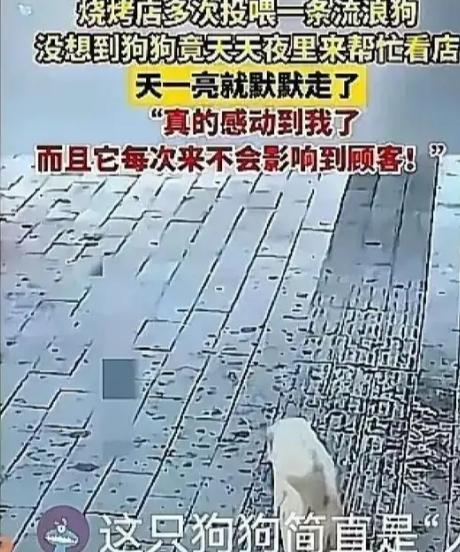 “太通人性了！”长春，一烧烤店老板娘多次投喂流浪狗，没想到，流浪狗竟每天趁她收摊