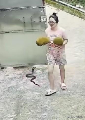 戴眼镜美女和眼镜蛇擦肩而过，美女还扭头看了一眼，竟然没有看见，这眼镜是画上去的吧