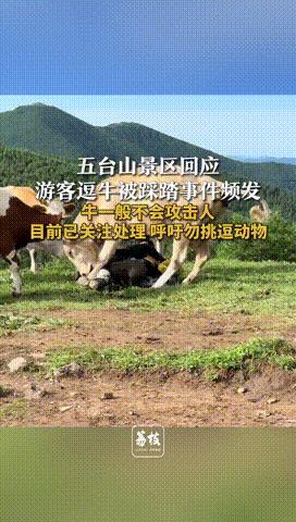 “纯属活该！”五台山风景区内，一男子徒步时图好玩，故意捉弄牛群，用登山杖捅牛屁股