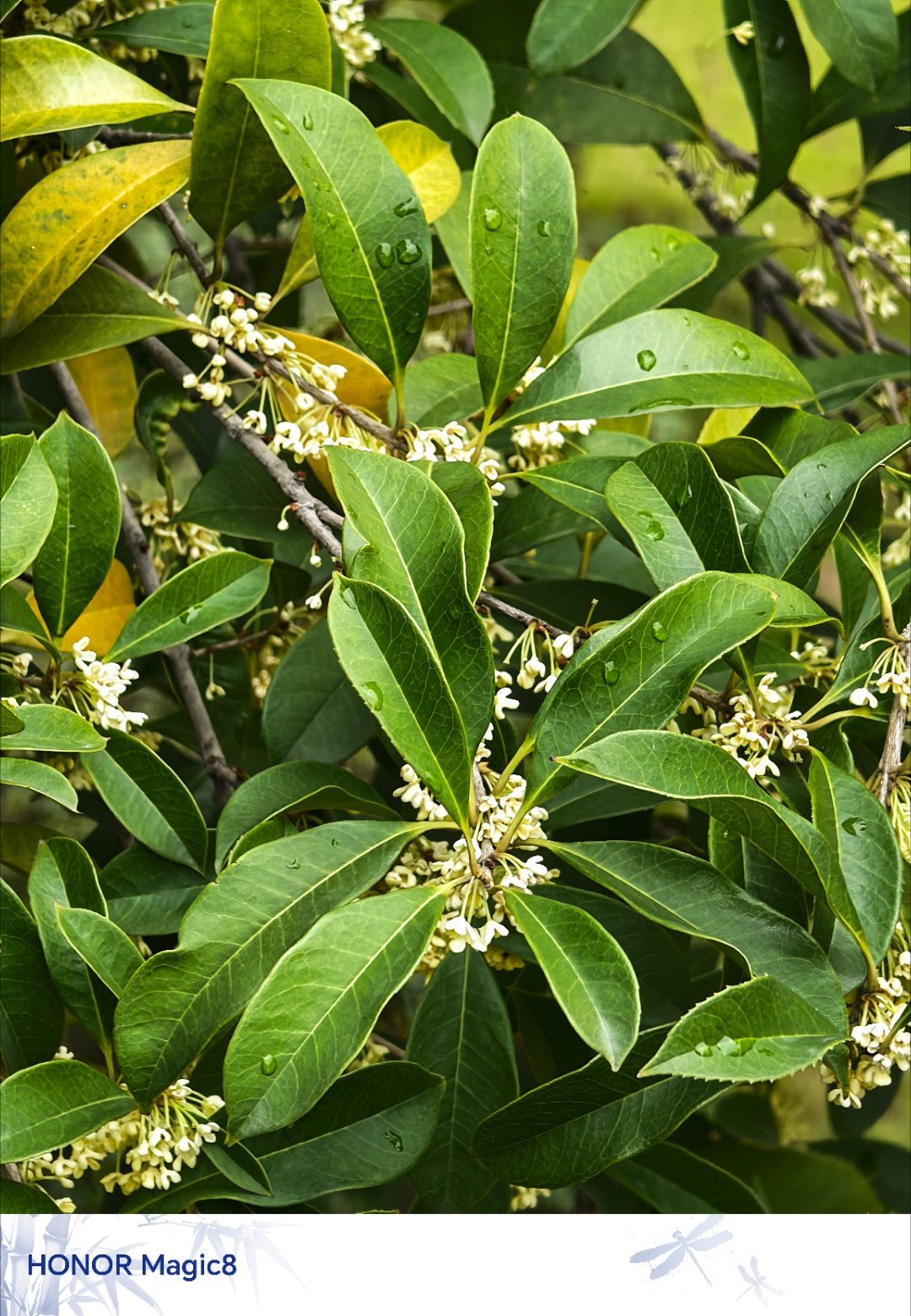 金桂银桂丹桂，你喜欢哪一桂