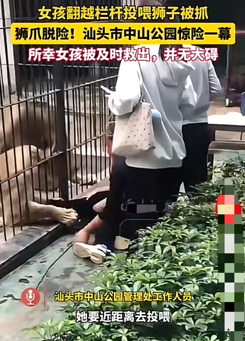 汕头女孩被狮子拽住，饲养员的出现令狮子条件反射异常兴奋汕头中山公园出现了一场惊
