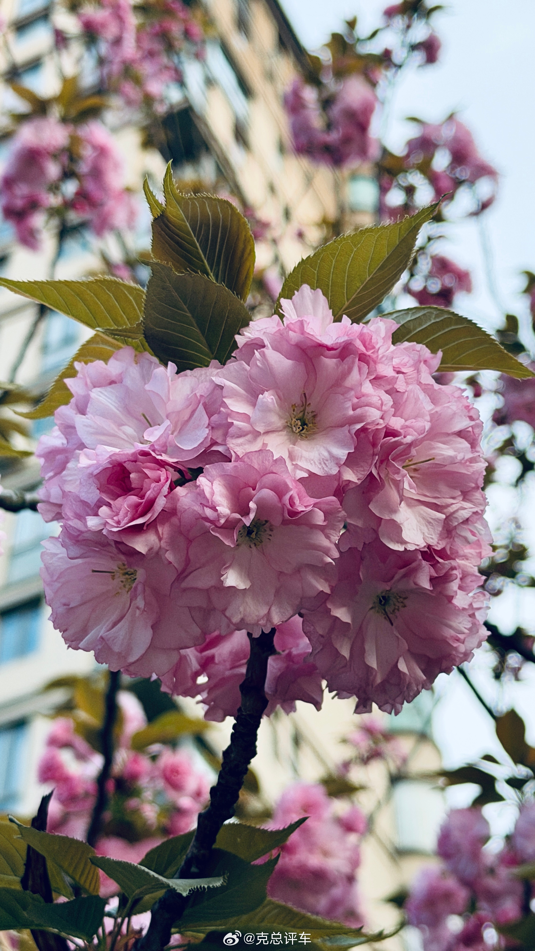 盛大绽放本就是一场短暂奔赴，越惊艳，越易逝。樱花克总评车