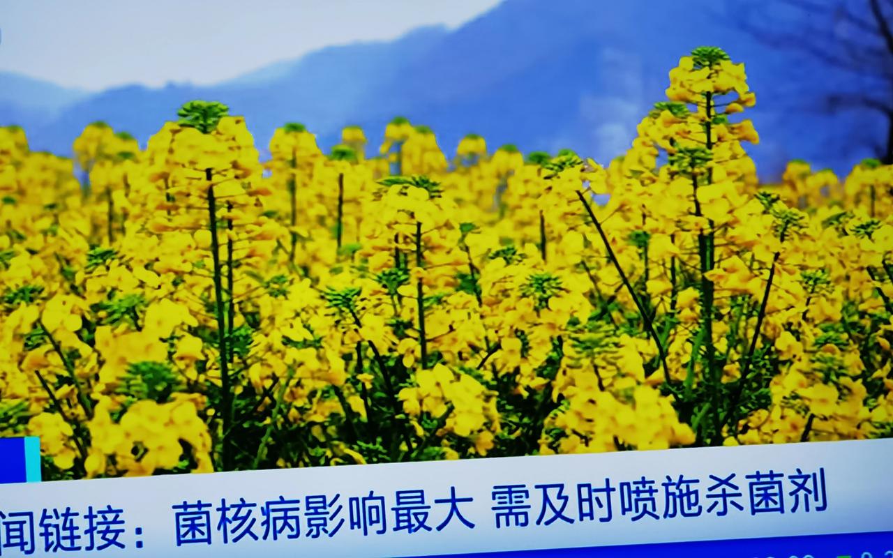 油菜花打“农药”，确实需要理性看待！近日，油菜花进入开花期，也是菌核病等病虫害