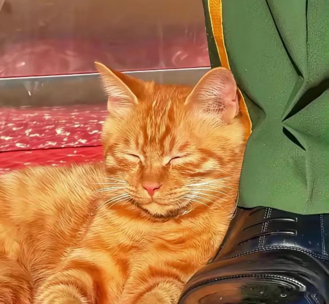 天安门“国泰民安”大橘猫已经火到了国外，国外的网友感到不可思议！国庆期间，