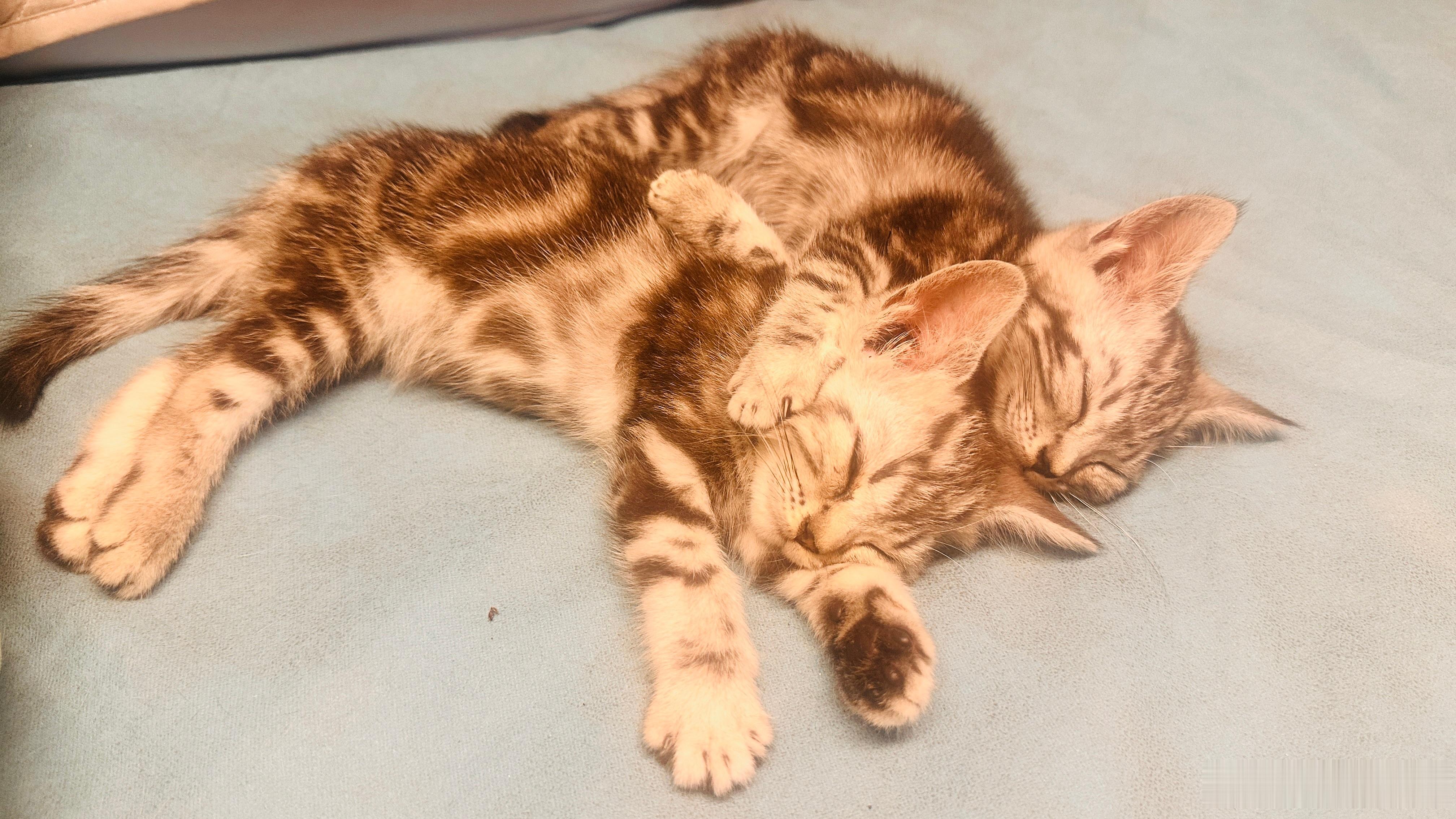 虎斑猫三只老猫猫都回喵星了，心理难受的不行，老公出去帮我买了一对猫猫，我要被萌