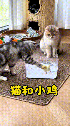 本来俩猫都好奇围过来瞅盆里的小鸡，一个就搁旁边静静看，另一个闲不住，伸爪子扒拉人