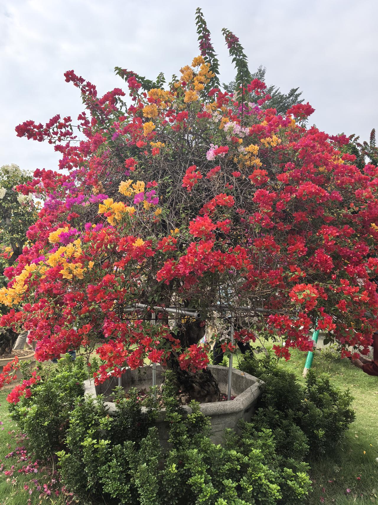 相册里最满意的照片五彩缤纷的三角梅，绽放出绚烂的春光！🌸🌺🌼