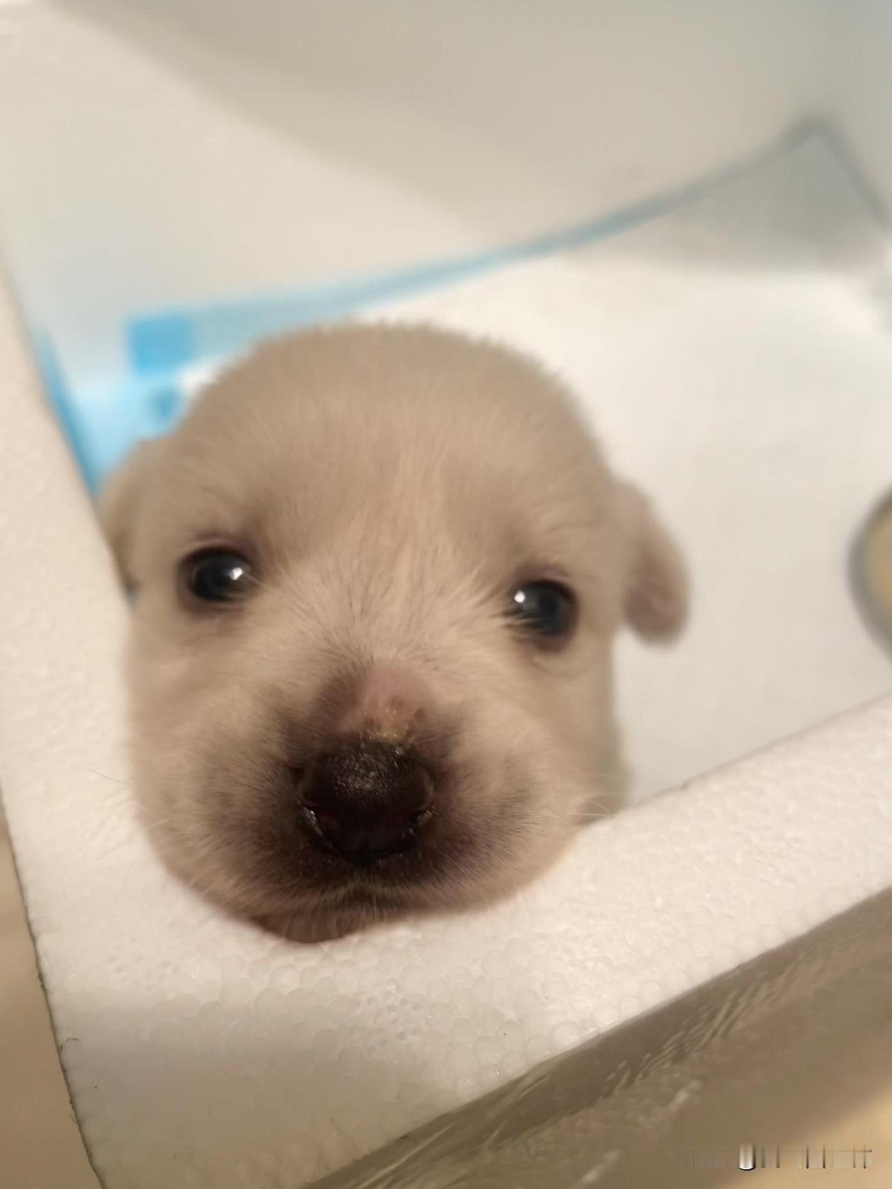 小狗23天了，怎么学会自己吃东西啊？捡来的小狗23天了一直放在狗妈妈那里喝奶