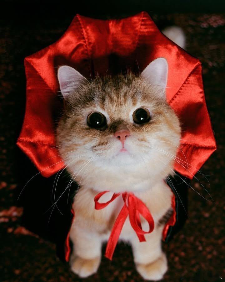 吸血鬼小猫🧛‍♀️👻🎃cr：a.jin20210807​​​