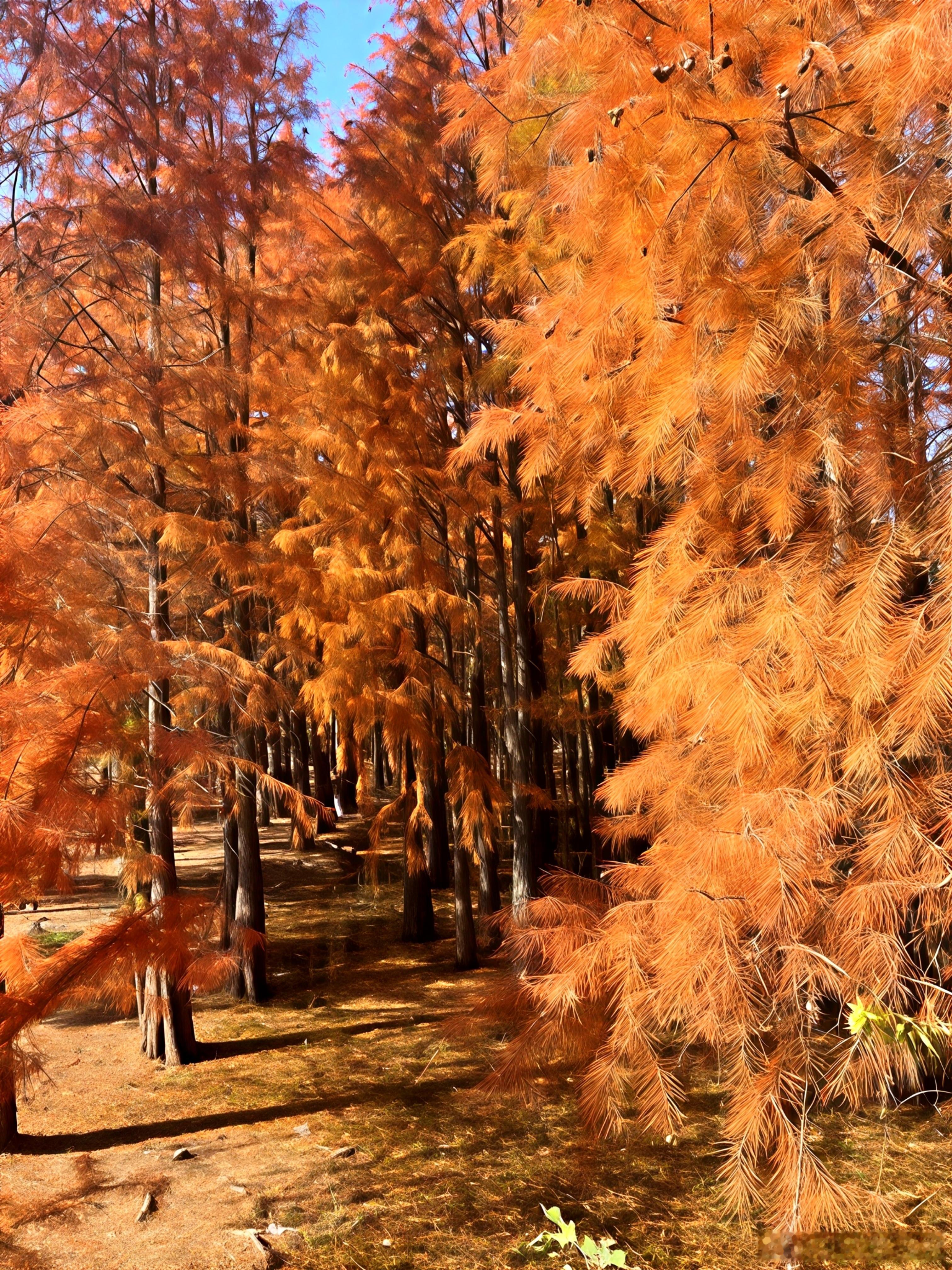 武汉旅游攻略武汉人速冲❗️青龙山水杉🌲美疯啦江夏青龙山水杉已进入最佳观赏期水杉