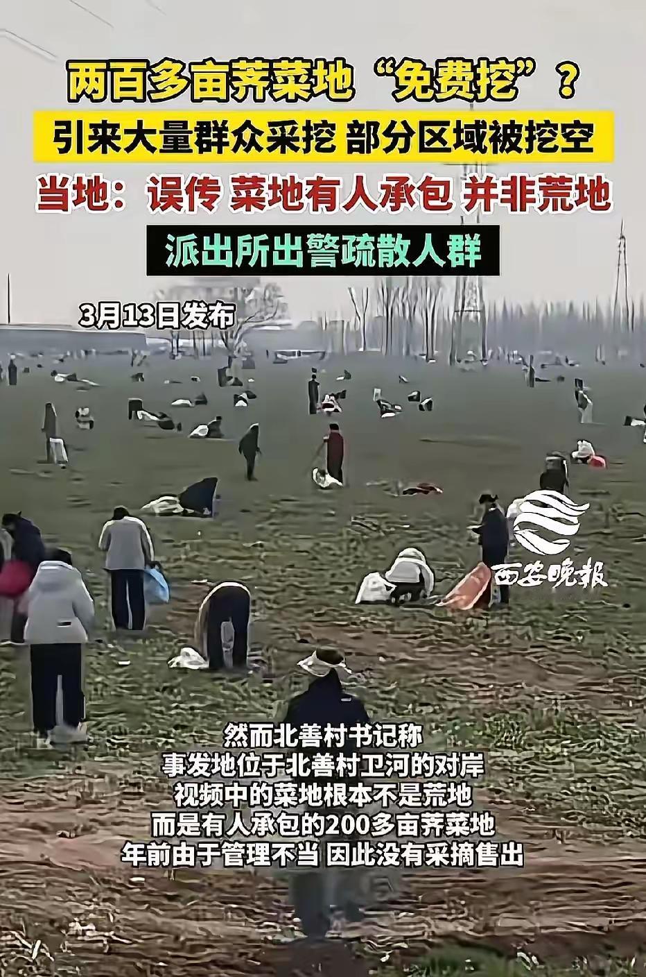太嚣张！河南安阳，女子发现200亩荠菜，她不问主人，也不管地界，当场动手狂挖，还