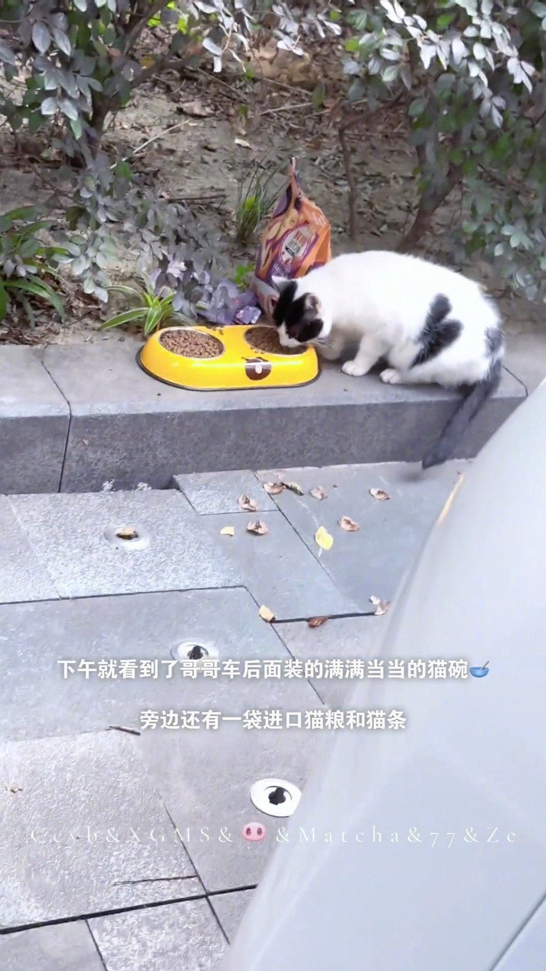 这个鹿晗是天使来的看到街边有小流浪猫，用小盆盛着给猫猫喂了猫粮和猫条cr.lo