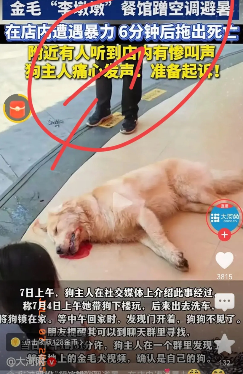 没栓绳的大型犬跑进餐饮店被打死!主人要起诉，我想说的是，主人的脸呢这么大的狗