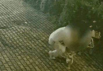 “应该严惩！”四川成都，一白衣男子趁黑夜抓住一只小猫咪，突然一脚踩在猫尾巴上，猫