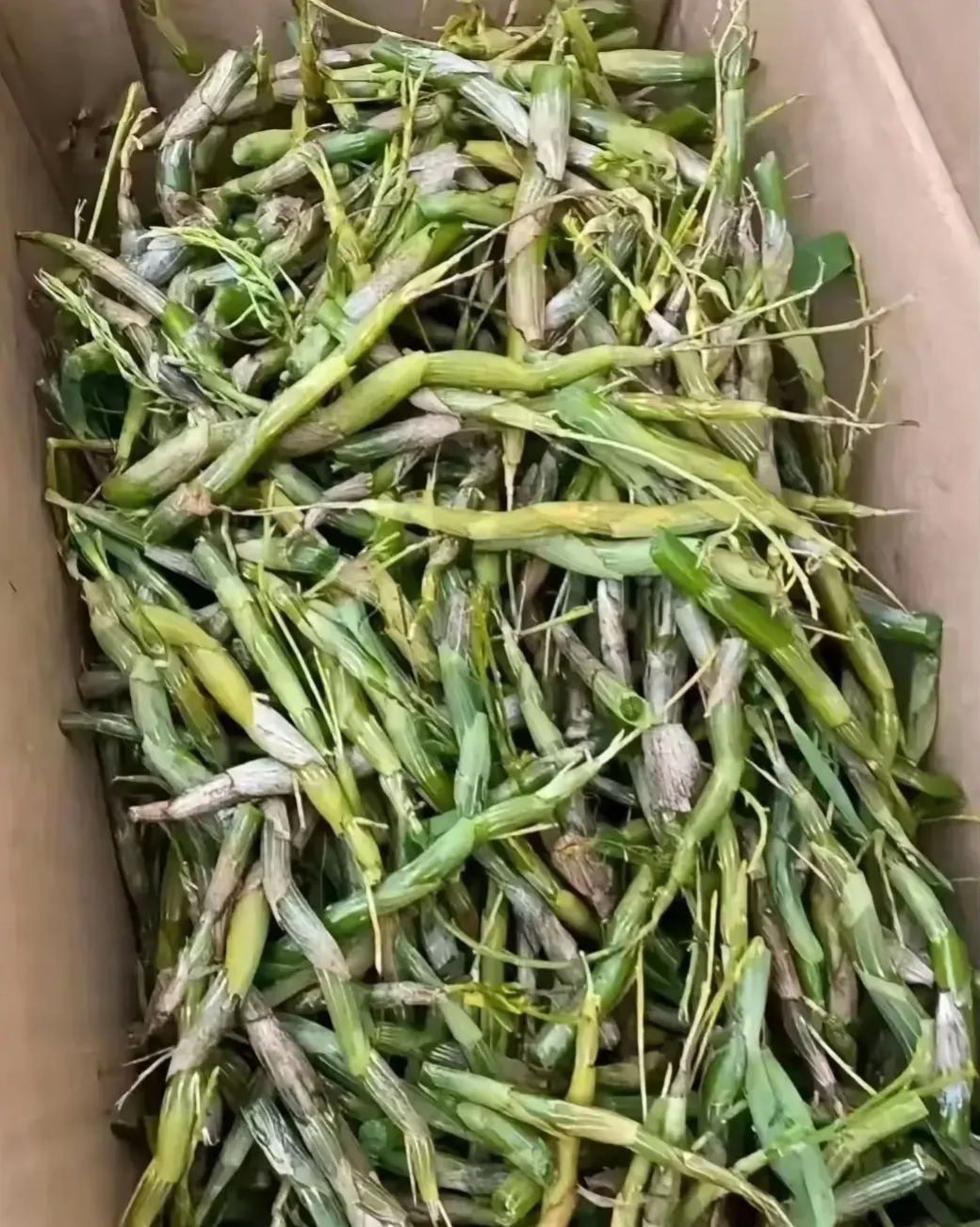 谁认识这是什么？同事说能值一幢别墅