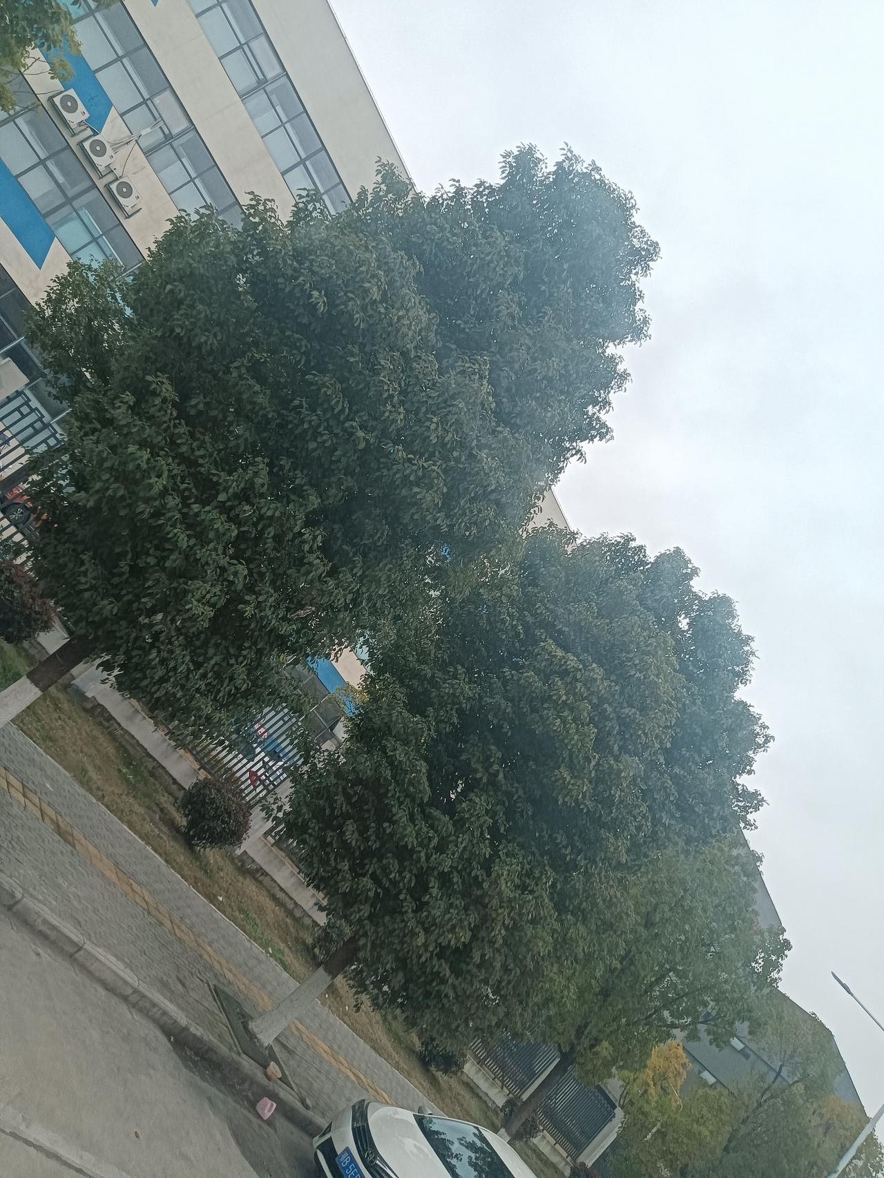 长城汽车诺博问你三个问题！第一，为啥你们厂里招聘绝对大部分，用的都是劳务中介推