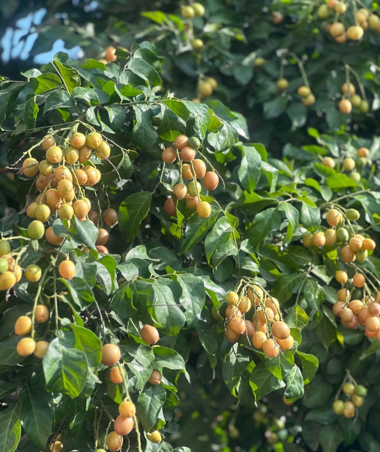 黄皮树种植方法：1.准备土壤：黄皮喜欢疏松、肥沃、排水良好的土壤。2.光