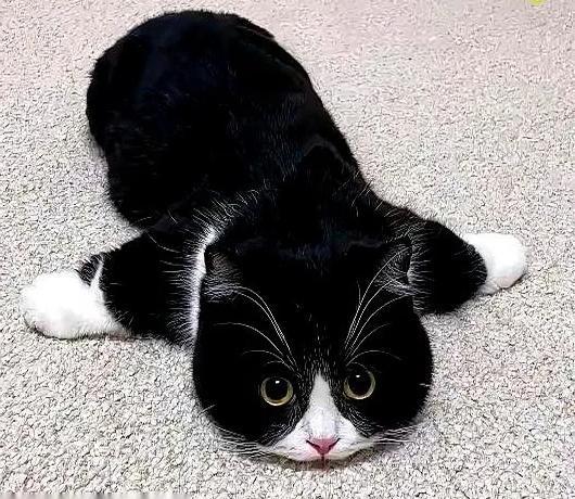 它一出生，亲妈就不要它了。因为它没长后腿，也没尾巴。别的猫崽围着喝奶，它只能在旁
