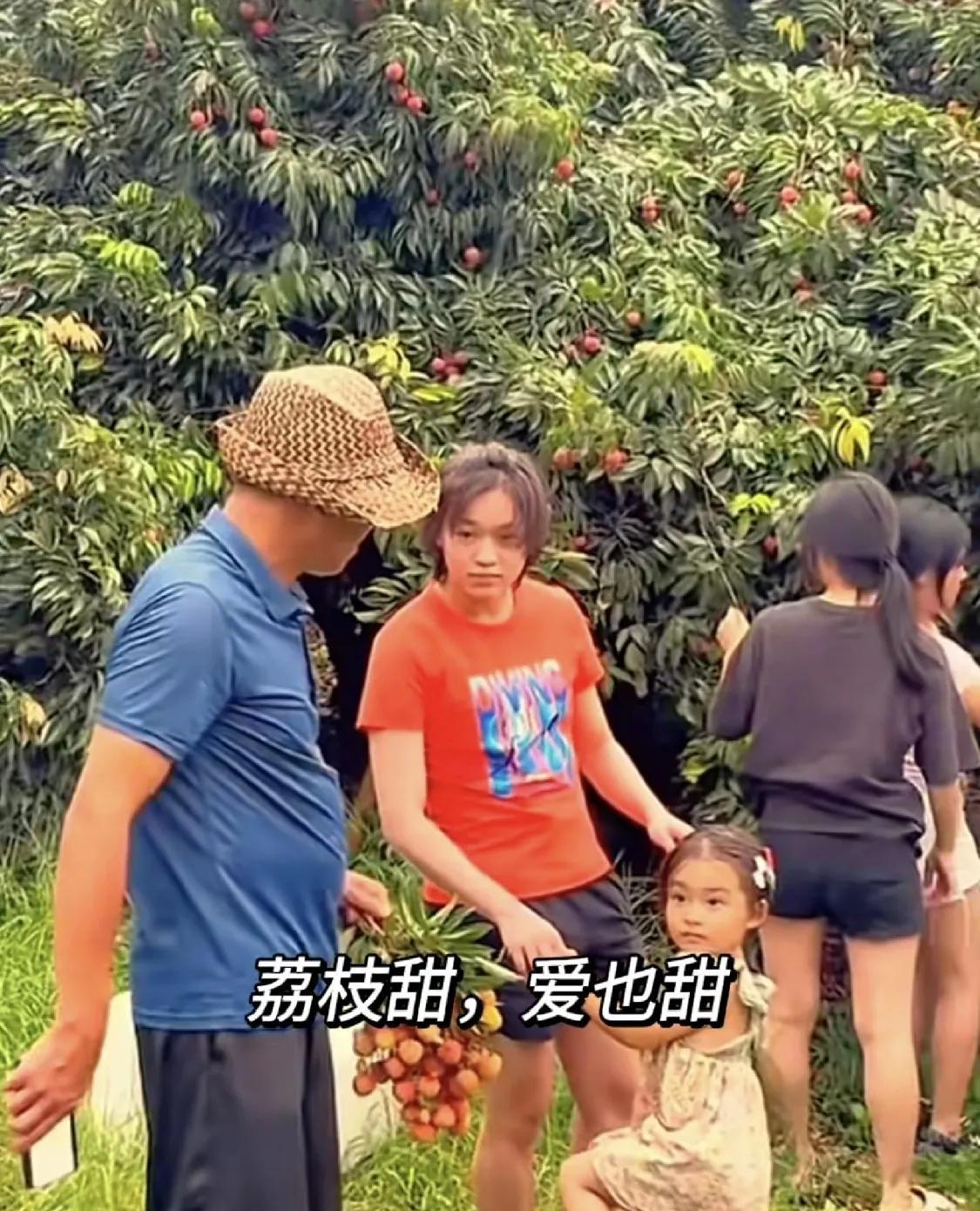 06月18日全红婵回家啦，跟她的爸爸和哥哥等人一起在果园里摘荔枝，还细心的照看着