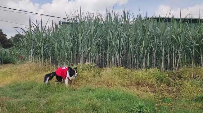 甘蔗一吨才500多块钱，为什么广西那么多地方现在还种着？要知道，甘蔗地里的老鼠，