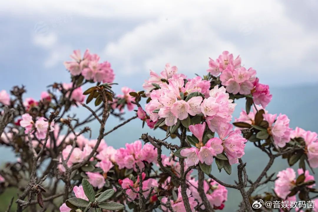 四川光雾山高山千年杜鹃已到盛放期踏入光雾山，瞬间被杜鹃花海包围。花枝摇曳，花香沁