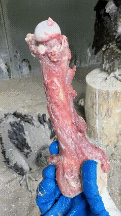 胡秃鹫生吞骨头这件事已经是自然界见怪不怪的新闻了。它天生拥有强大的胃，胃酸可以将
