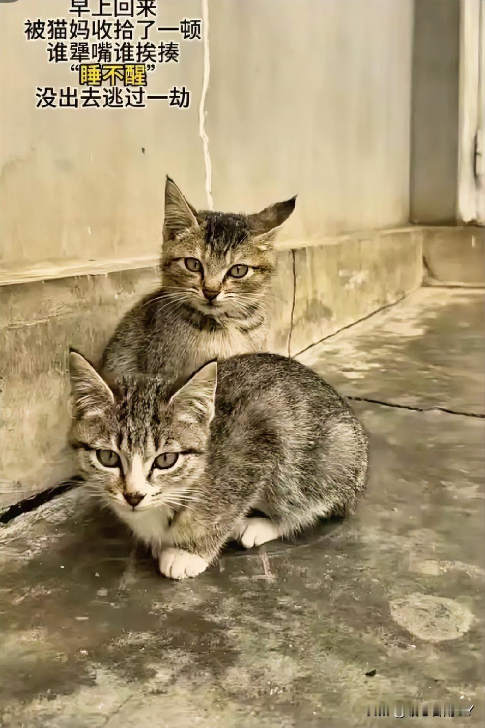 猫妈训子名场面！5只小猫4只夜不归宿，回家被“家法伺候”5只小猫咪4只趁着夜