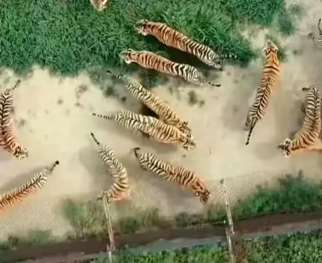 这个角度俯看老虎，确实像古人说的大虫...