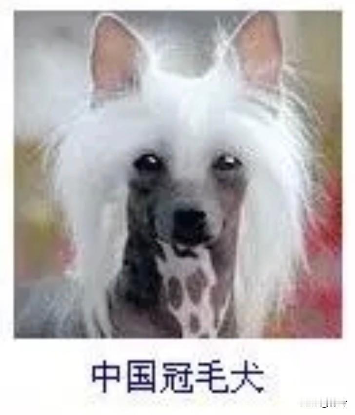 菩萨蛮16·中国冠毛犬霜毫堆作云冠雪，肤如墨玉凝寒彻。耳竖似琼簪