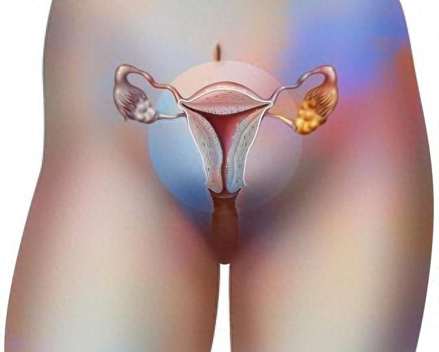 子宫喜欢4个动作，卵巢喜欢2个动作，女性朋友建议看一看子宫和卵巢平时默默工作