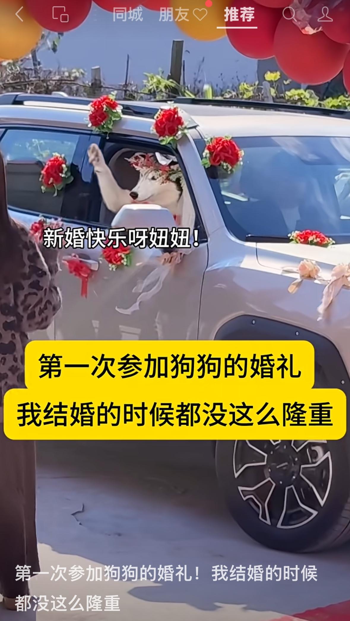 世界之大无奇不有！第一次看见狗狗结婚的😂