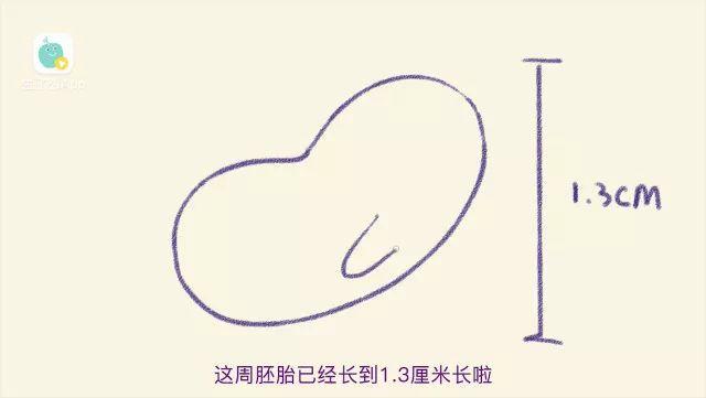 怀孕的第七周, 该怎么办?