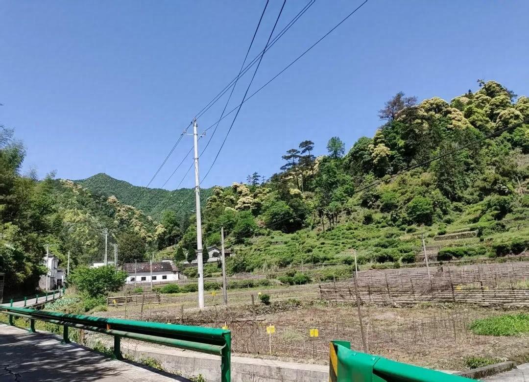云南，一名男子上山采茶，看到了一名浑身脏兮兮的采茶女，一开始还以为对方家境贫寒，