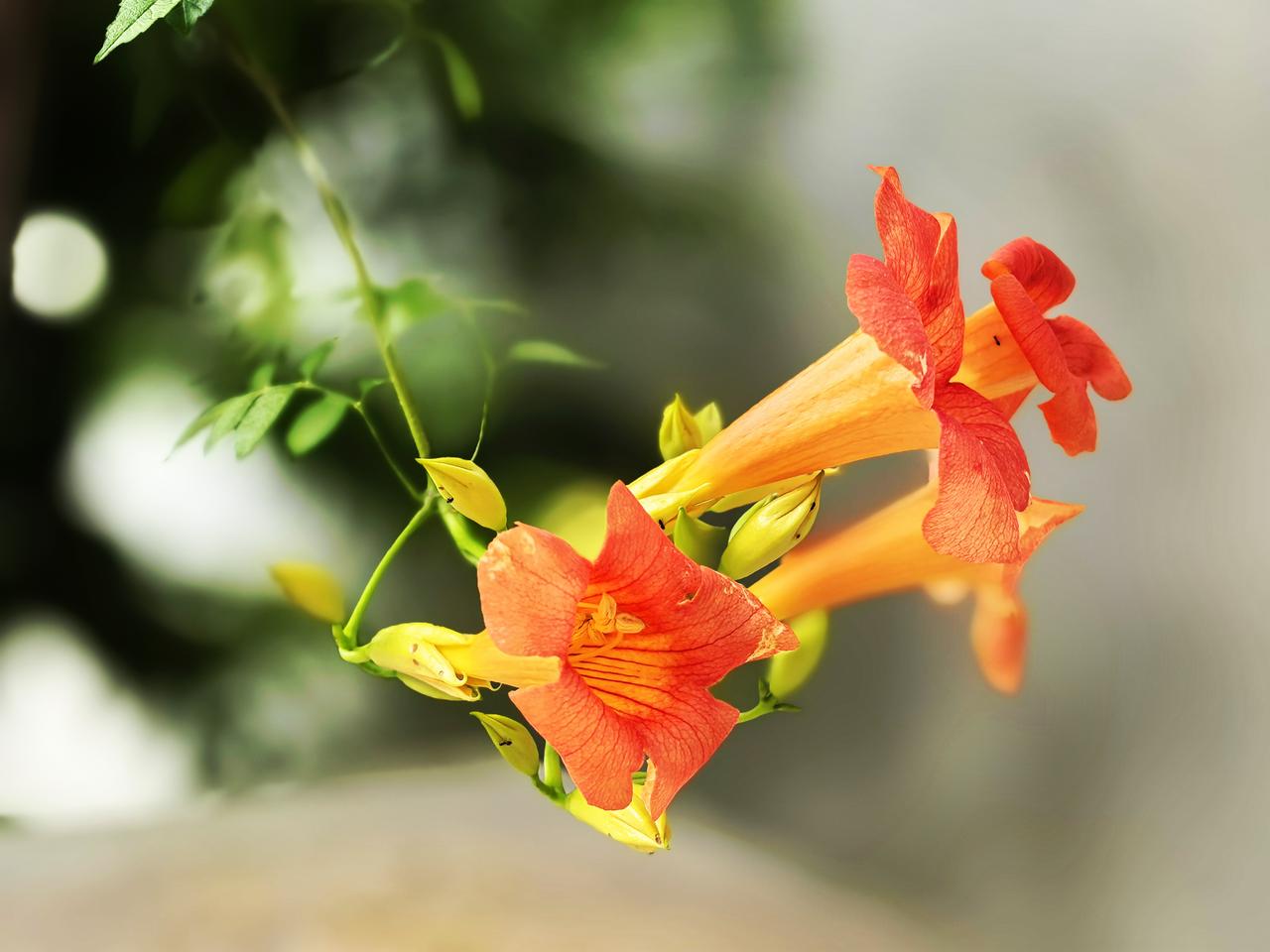 莫笑附势去攀援，只想高处开盛花！蜂蝶只绕花开舞，人生无梯难登高！你喜欢娇嫩漂亮