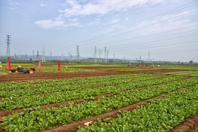 3月到5月, 从早到晚能依次种植哪些蔬菜? 几十种蔬菜全都在这里!