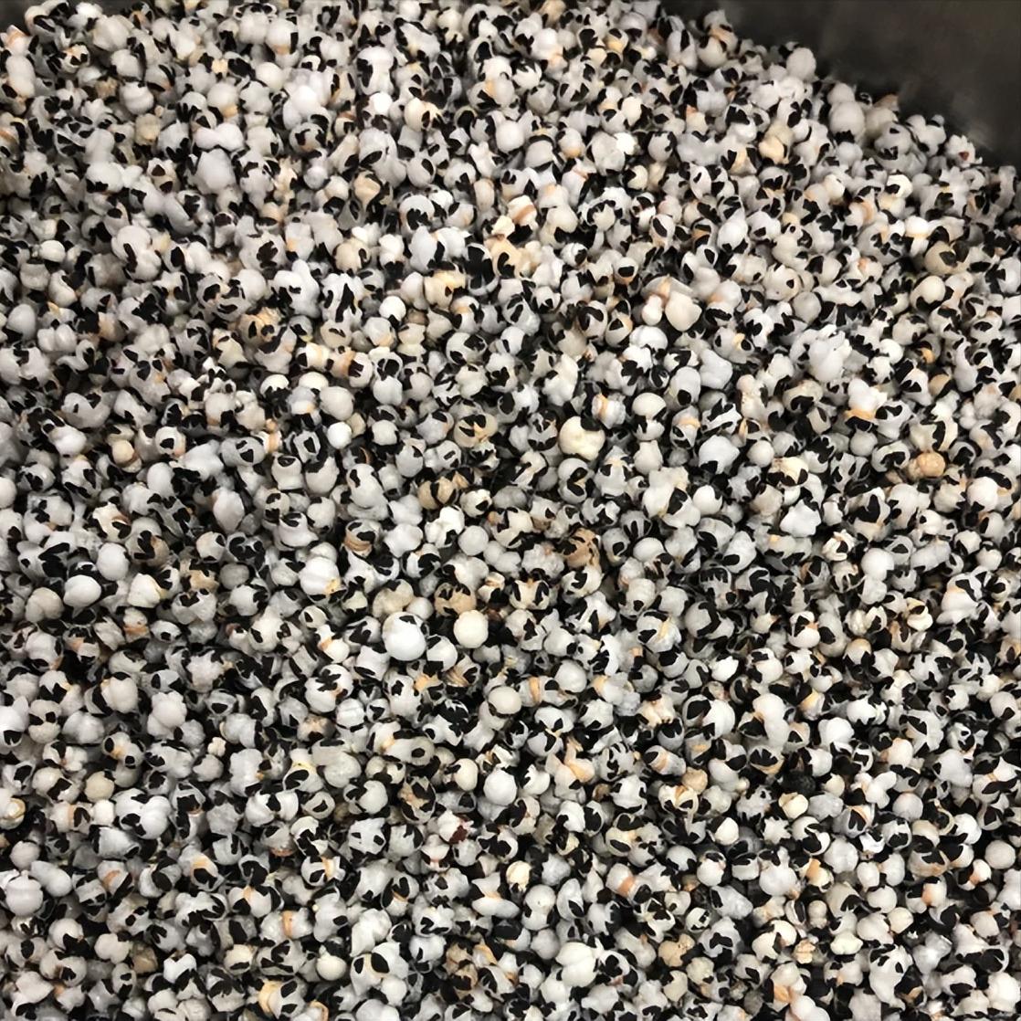 很多人瞧不上的一味药，却是阳痿早泄的“克星”！今天要给大家说的这味药，名