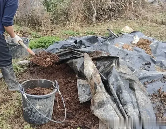 要想种好菜, 底肥不可少, 这些春季蔬菜的施肥技巧, 一定要记牢