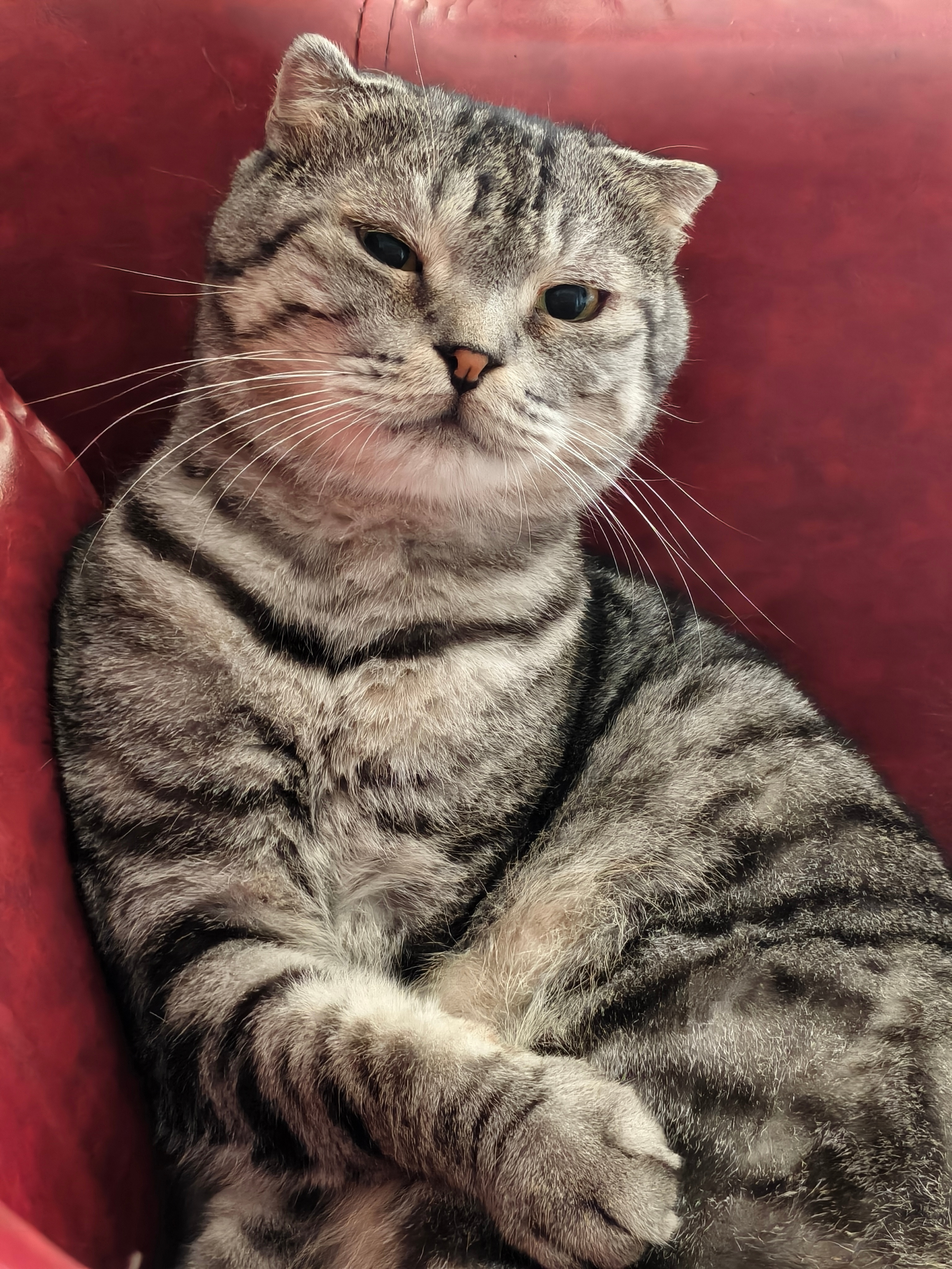 🐱​​​