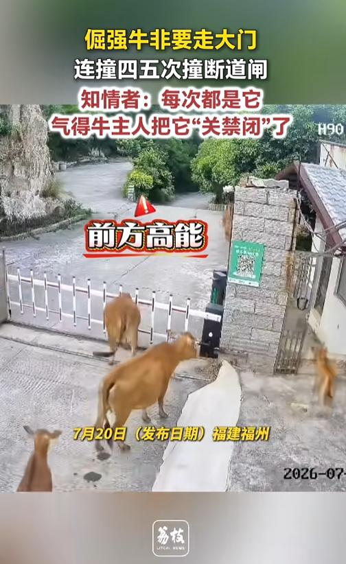 “太倔强了！”7月20日报道，福建福州，一个养牛场里，除了大门之外，旁边还开了一