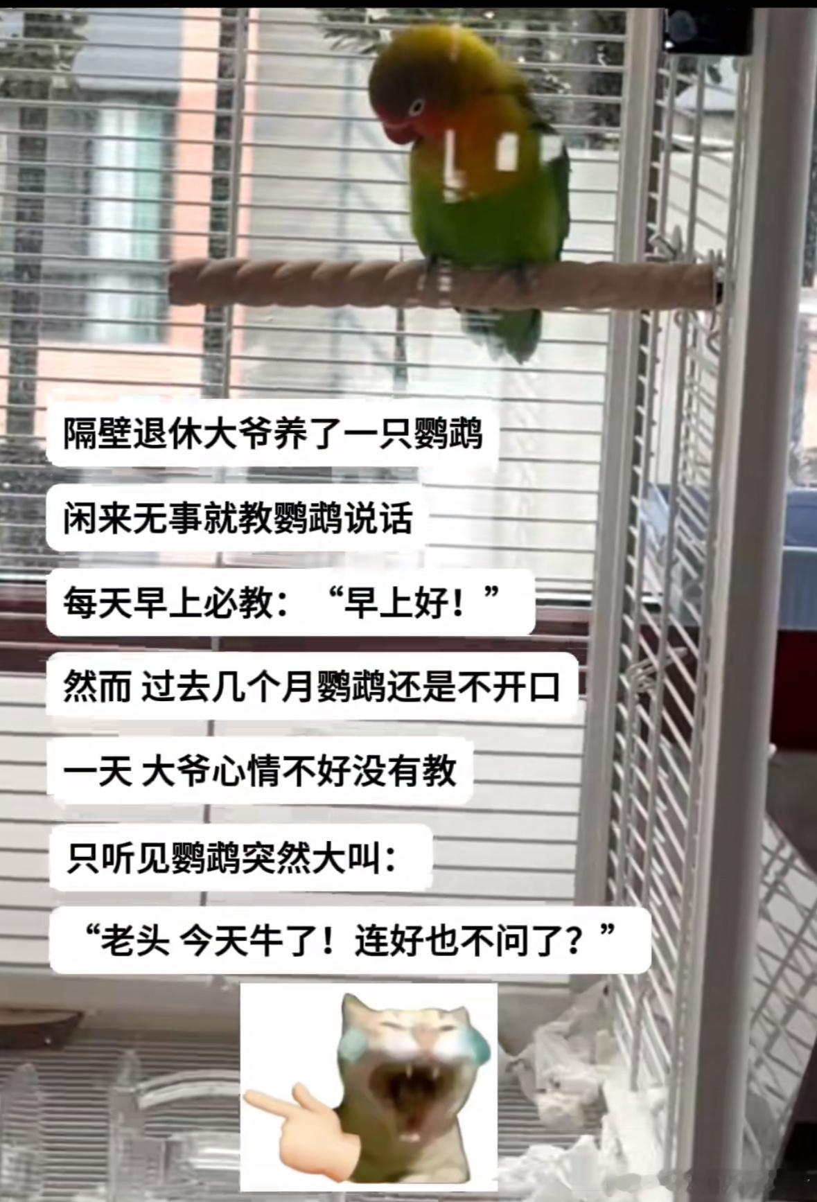 大爷基础鹦鹉就不基础​​​